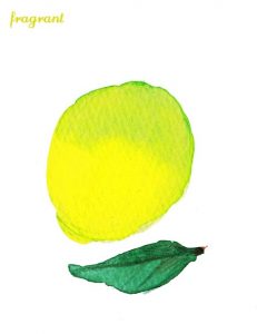bergamot