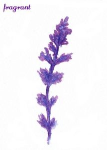 clary-sage