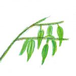 ネロリの作用と意味 究極の アロマ の楽しみ方