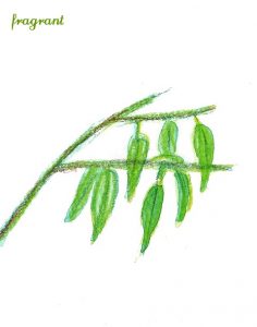 eucalyptus