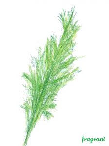 fennel
