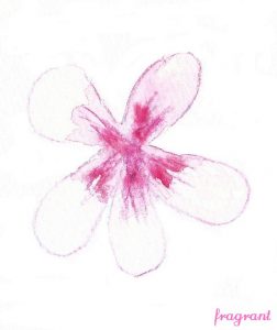 geranium