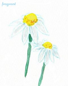 german-chamomile