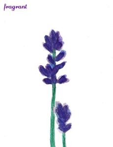 lavender