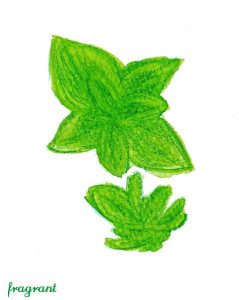 marjoram