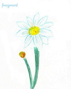 roman-chamomile