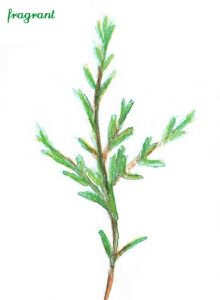 tea-tree