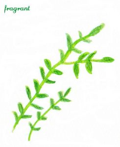 thyme