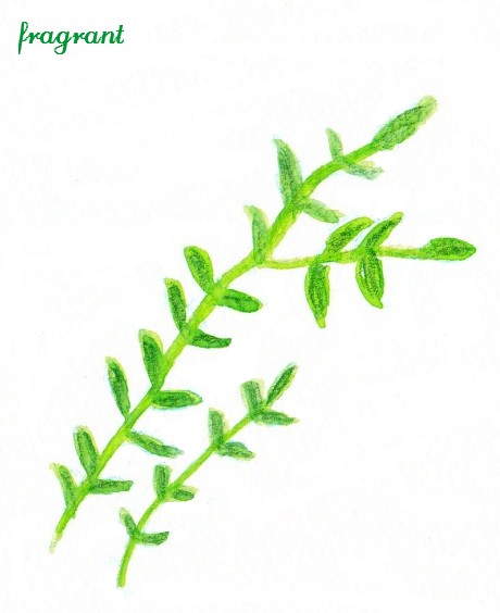 タイムの作用と意味 究極の アロマ の楽しみ方