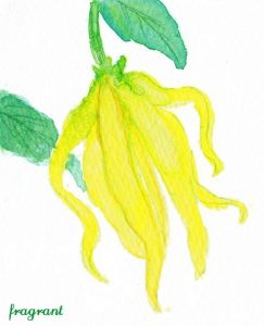 ylang-ylang